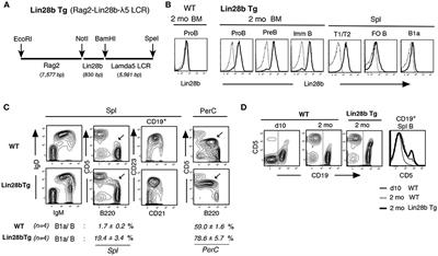 Crucial Role of Increased Arid3a at the Pre-B and Immature B Cell Stages for B1a Cell Generation